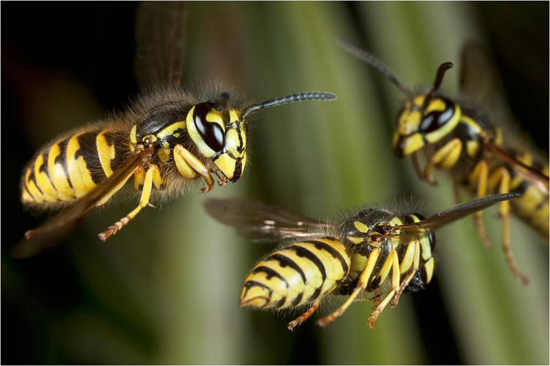 Illustration for article titled Cómo cazar espectaculares fotos de insectos en el aire